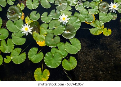 Draufsicht auf Seerosen mit weißen Blüten in einem Teich in Japan