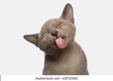 Retrato de un gracioso gatito birmano lamiendo con la lengua sobre fondo blanco, vista frontal