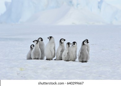 Koloni Kaisar Penguin di Snow Hill di Antartika.