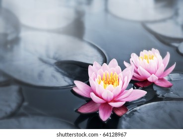Rosafarbene Lotusblüten oder Seerosenblumen, die auf dem Teich blühen