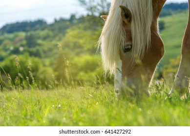 Mooie rode paard grazen in een weide in de lente