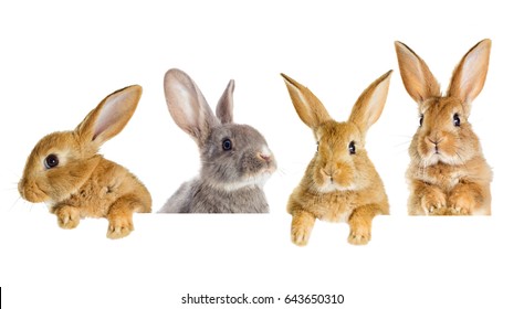 Eine Reihe von Kaninchen, die spähen