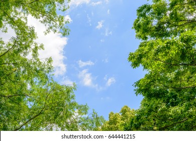 新緑の木々と青い空と雲