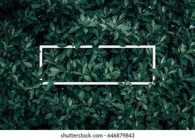 Quadratischer Rahmen, kreatives Layout mit grünem Blatthintergrund. Leer für Werbekarte oder Einladung. Naturkonzept. Sommerplakat.