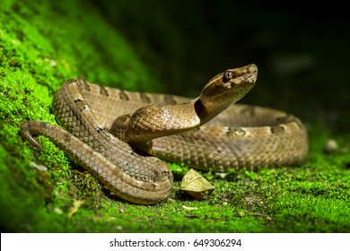 Ular berbisa, viper pit Malaya (Calloselasma rhodostoma)