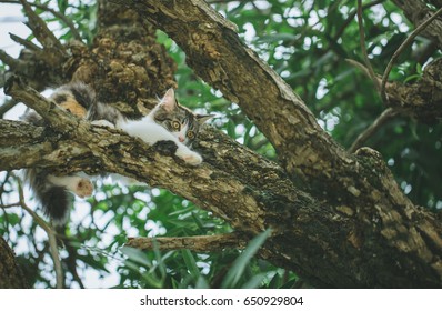 Un pequeño gato marrón con manchas negras y un tronco trepador, jugando en un árbol con una hermosa luz de bokeh y mirando a un niño que está aprendiendo a ser travieso y feliz.
