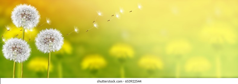 Bunga dandelion berbulu dengan latar belakang lanskap musim panas.