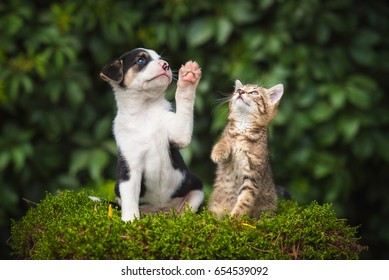 Kleiner Welpe mit einem kleinen Kätzchen der getigerten Katze