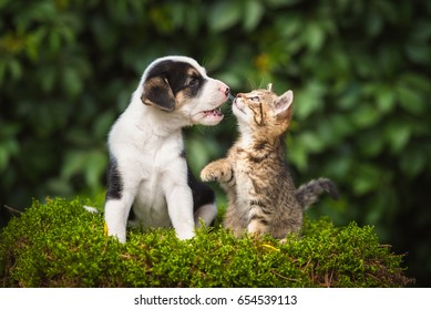 Kleine puppy aan het spelen met een klein tabby kitten