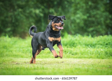 Perro rottweiler feliz corriendo en el patio