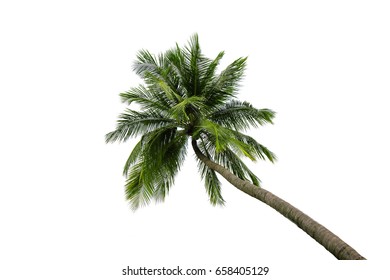 Kokospalme isoliert auf weißem Hintergrund