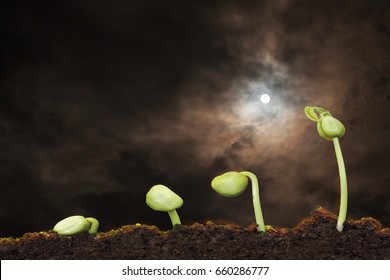 imagen de stock de la pequeña planta que crece con la luz de la luna