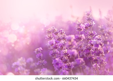 Nahaufnahme von blühenden Lavendelblüten. Lavendel blüht Hintergrund.