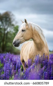 Bức chân dung dọc của một con ngựa Palomino xinh đẹp.