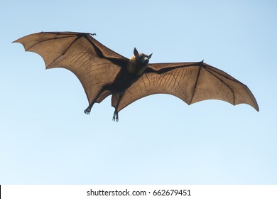 Bat flying on blue sky
