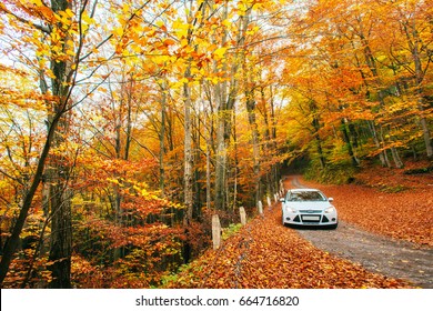 Witte auto op een bospad. Gouden herfst.