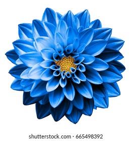 Surrealista oscuro cromo azul flor dalia macro aislado en blanco