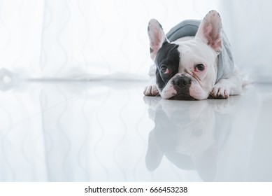 悲しそうに床に横たわるフレンチ ブルドッグ犬