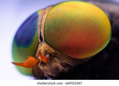 マクロ シャープで詳細なハエの複眼表面。