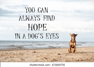 In den Augen eines Hundes kann man immer Hoffnung finden. Motivierendes inspirierendes Zitat mit dem einsamen verlassenen kleinen Toy-Terrier-Hund, der allein auf der Seeseite sitzt. Farbiges gefiltertes im Freien gefiltertes horizontales Bild.