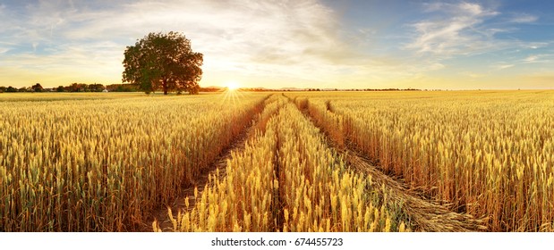 Panorama volado de trigo dorado con árbol al atardecer, paisaje rural