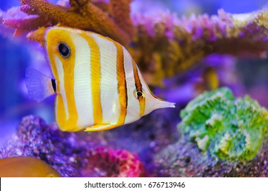 kleurrijk van koraal met schoonheid vlindervissen cartoon vis in helder aquarium