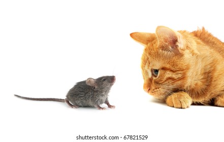 Muis en kat geïsoleerd op witte achtergrond