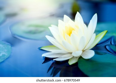 beautiful  White Lotus Flower with green leaf in in pond