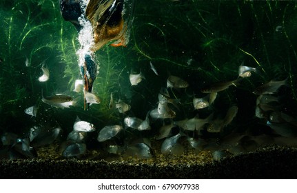 Onderwaterfoto van ijsvogel die vis vangt.