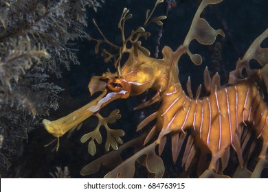 The leafy seadragon is a beautiful and elegant creature you can only be found along the southern and western coasts of Australia