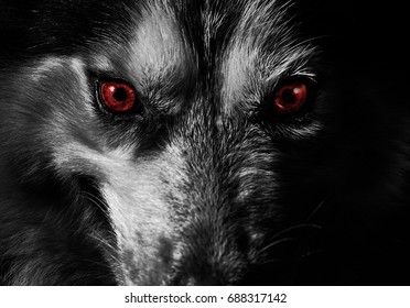 mad dog look at you