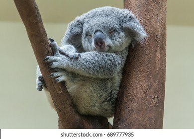 Koala Divoka Zver Stiahnutie Tapety Hd