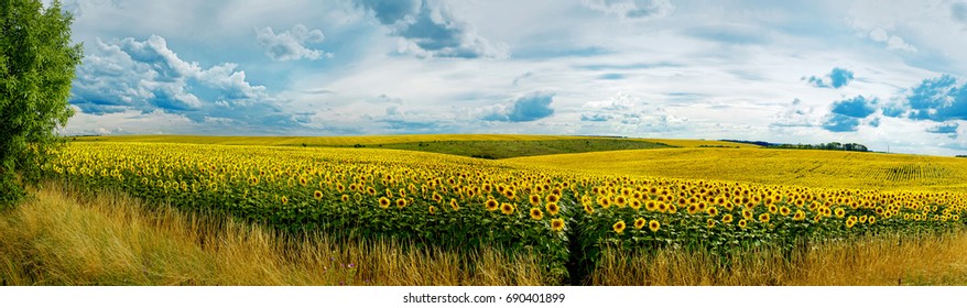 Pemandangan panorama di ladang bunga matahari dengan langit