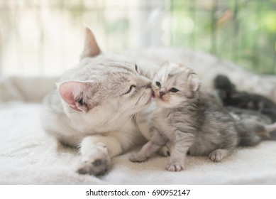 Gato americano de pelo corto besando a su gatito con amor