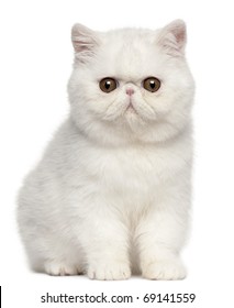 エキゾチックショートヘアの子猫、生後 4 ヶ月、白い背景の前に座っています。