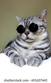 Retrato de gato gris americano de pelo corto con gafas de sol circulares, gato genial.