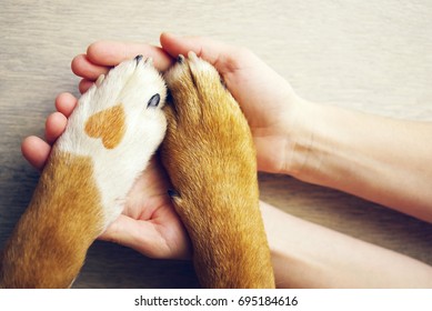 Patas de perro con una mancha en forma de corazón y mano humana de cerca, vista superior. Imagen conceptual de la amistad, la confianza, el amor, la ayuda entre la persona y un perro