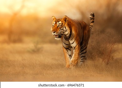 Groot tijgermannetje in de aardhabitat. Tijgerwandeling tijdens de gouden lichttijd. Wildlife scène met gevaar dier. Hete zomer in India. Droog gebied met prachtige Indische tijger, Panthera Tigris