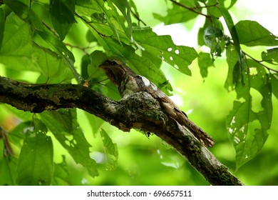 Mooi van kikkerbekvogel, mannetje van Javaanse kikkerbek (Batrachostomus affinis), broedeieren uit in het nest, in de natuur van Thailand