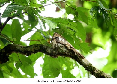 Mooi van kikkerbekvogel, mannetje van Javaanse kikkerbek (Batrachostomus affinis), broedeieren uit in het nest, in de natuur van Thailand