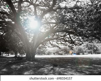 朝の日の出、ゴルフ場の緑の野原、黒と白の色で、古い巨大な木に太陽の光が差し込む美しい影