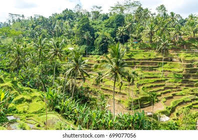 Rijstterrassen in Tegallalang, Ubud, Bali, Indonesië