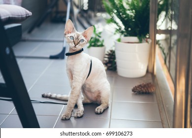 El gato Devon Rex camina con correa. Gatito está caminando al aire libre. La aventura en es disfrutar del aire libre. El placer del aire fresco y el sol. Consejos de seguridad. Entrena a tu gato a caminar