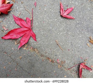 Bellissime foglie di acero rosso sulla strada a Mona Vale (parco pubblico di Christchurch) in autunno, Nuova Zelanda, Isola del Sud