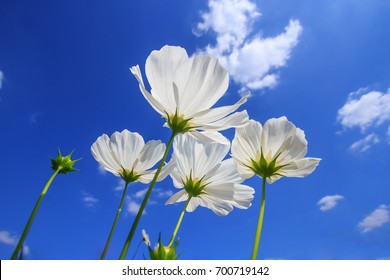 Schone Weisse Blumen In Feldern Mit Blauem Himmel Hd Hintergrundbilder Herunterladen