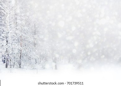 Blurred christmas background. Trees in the snow. Winter Forest