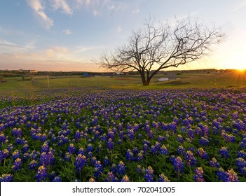 Flores de bluebonnet que florecen en Irving, Texas