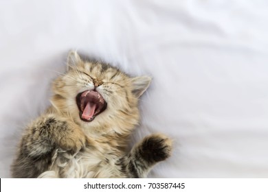 Gatito persa soñoliento bostezando y acostado sobre una manta blanca. copie el espacio y el enfoque selectivo.