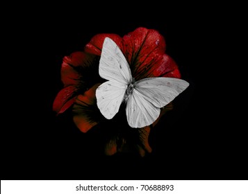 黒に分離された蝶と赤い花