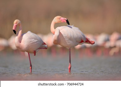 Pink big birds Greater Flamingos, Phoenicopterus ruber, in the water, Camargue, France. Flamingos cleaning feathers. Wildlife animal scene from nature.